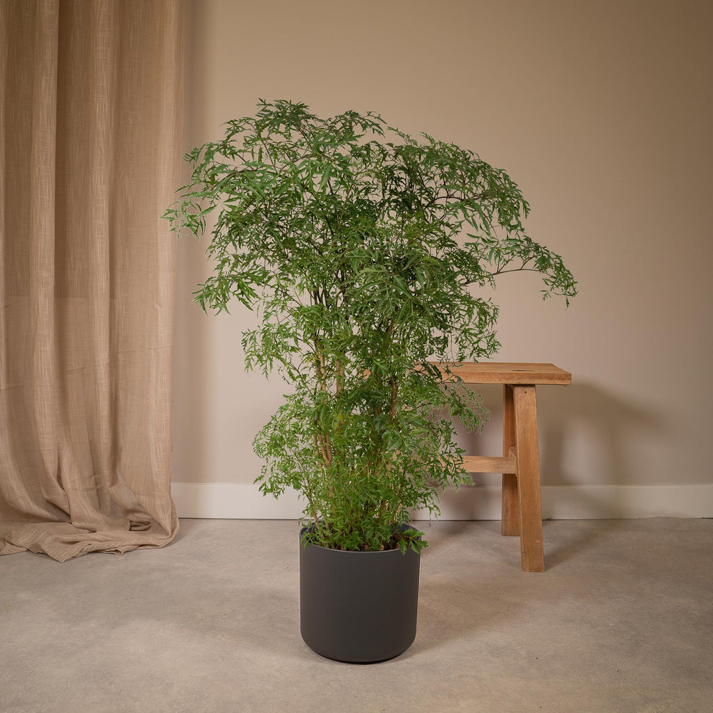 Aralia (Polyscias) – Ø21 cm, 75 cm hoog
