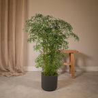 Aralia (Polyscias) – Ø21 cm, 75 cm hoog