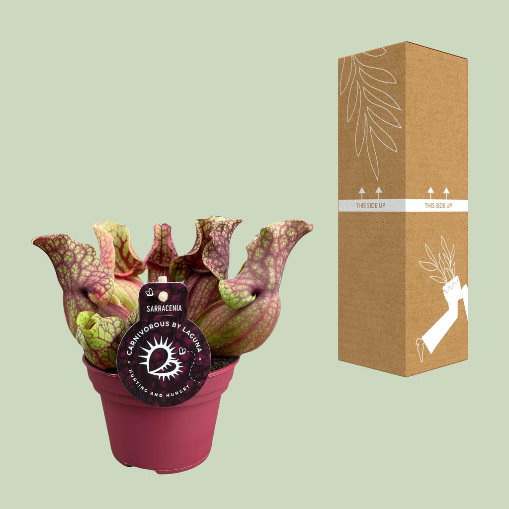 Sarracenia Venosa (trompetbægerplante) – Ø12 cm, 20 cm høj