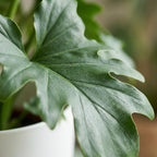 Philodendron Lickety split i Potter-pyntepotte hvid – Ø19 cm, 70 cm høj