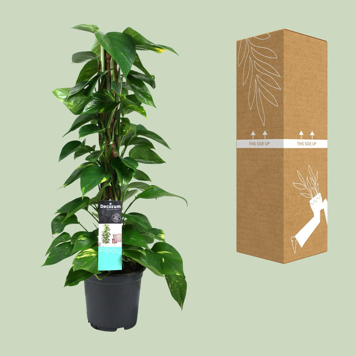 Epipremnum (scindapsus) – Ø19 cm, 80 cm hoog