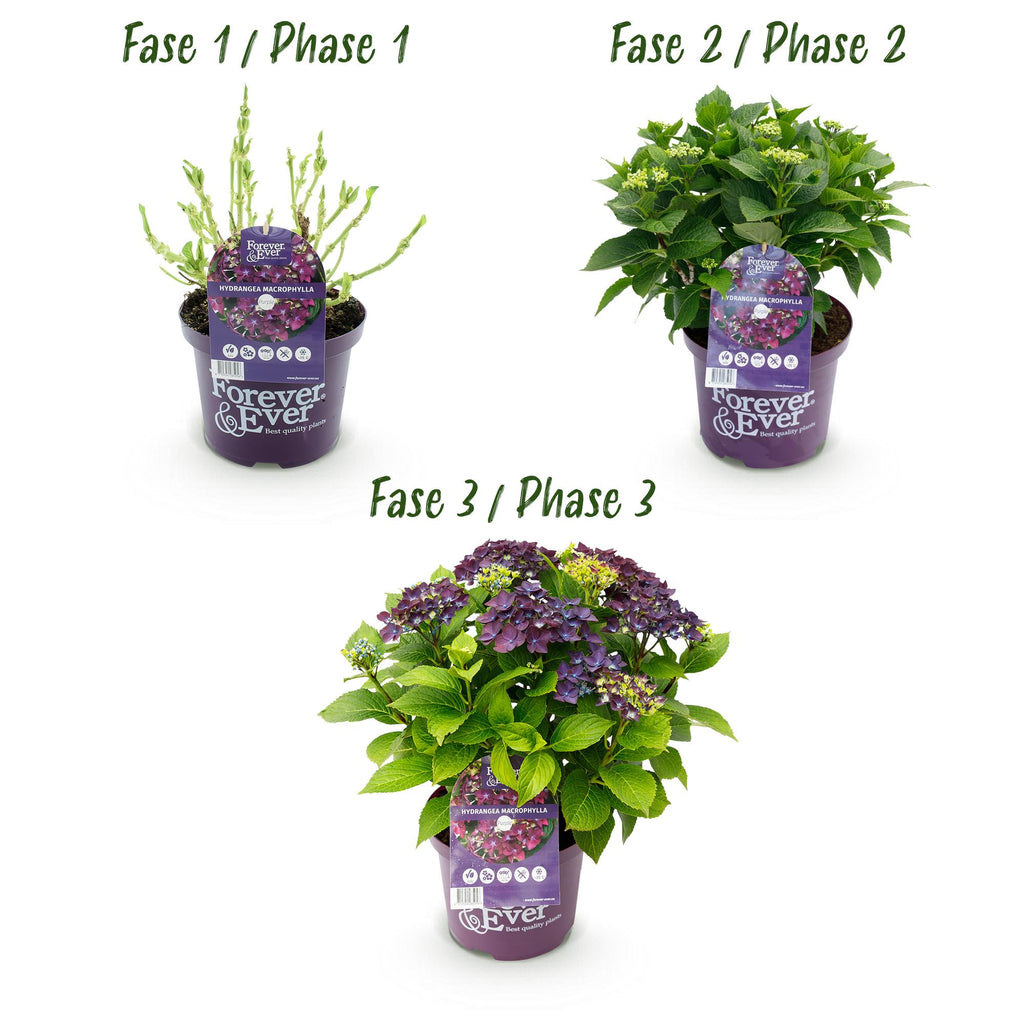 Hydrangea 'Forever &amp; Ever' (hydrangea) – purple – Ø23 cm, 55 cm high – photo 4
