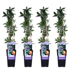 Passiflora caerulea (passion flower) – 4 plants, Ø15 cm, 65 cm high