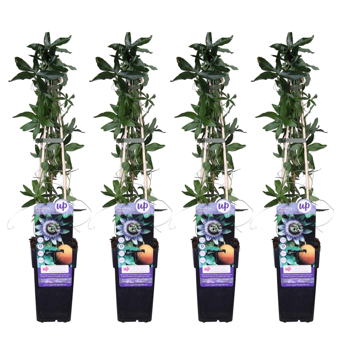 Passiflora caerulea (passion flower) – 4 plants, Ø15 cm, 65 cm high