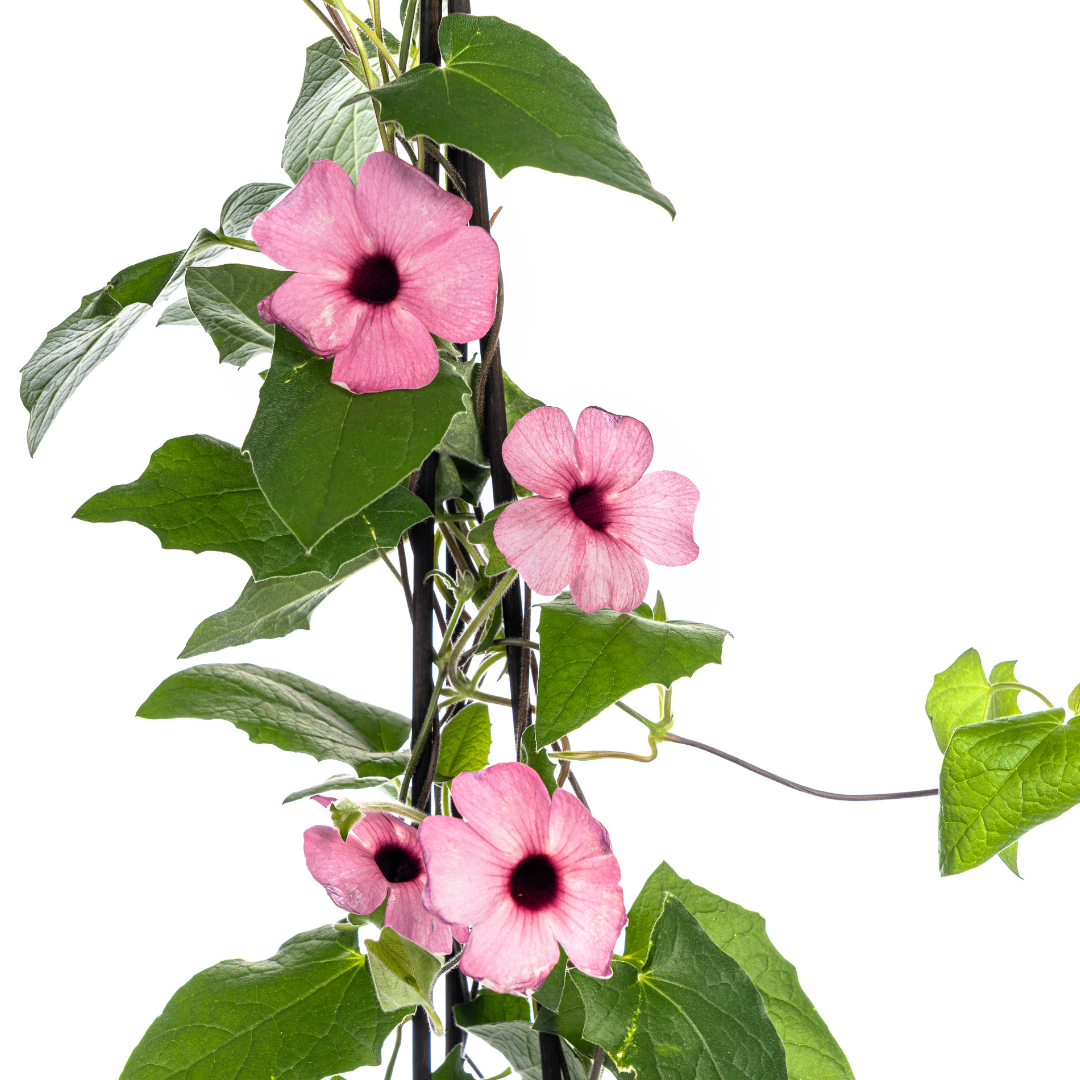 Thunbergia alata 'Sunny Susy Rose Sensation' (black-eyed Susan) – 4 plants, Ø13 cm, 60 cm high – photo 3
