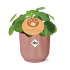 Pilea peperomioides 12cm in ELHO Vibes Fold 14cm pink (Chinese money plant) – 20 cm high