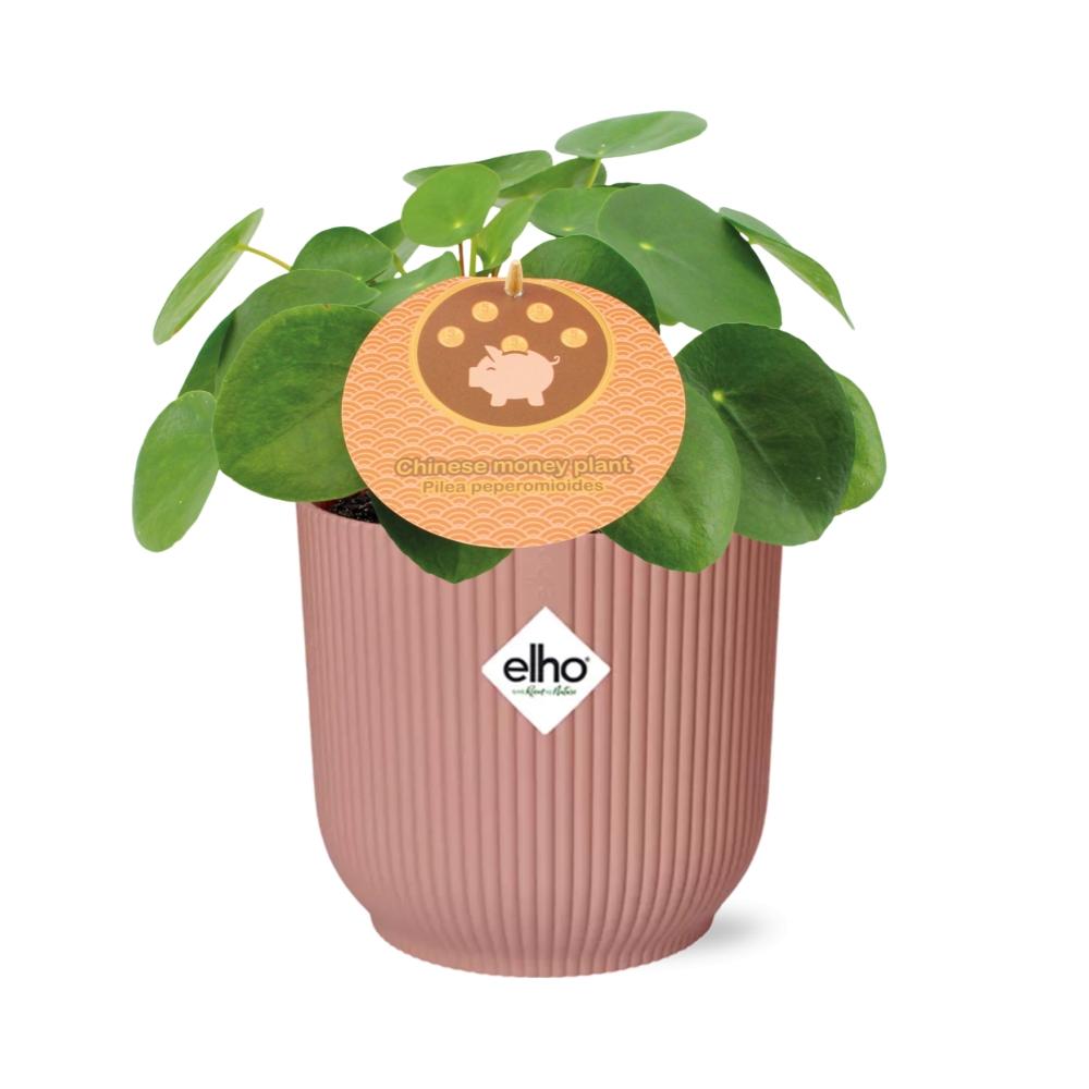 Pilea peperomioides 12 cm en ELHO Vibes Fold 14 cm rose (plante à crêpes) – 20 cm de haut – photo 2