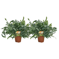 2× Phlebodium Blue Star (blauwvaren) – Ø17 cm, 60 cm hoog