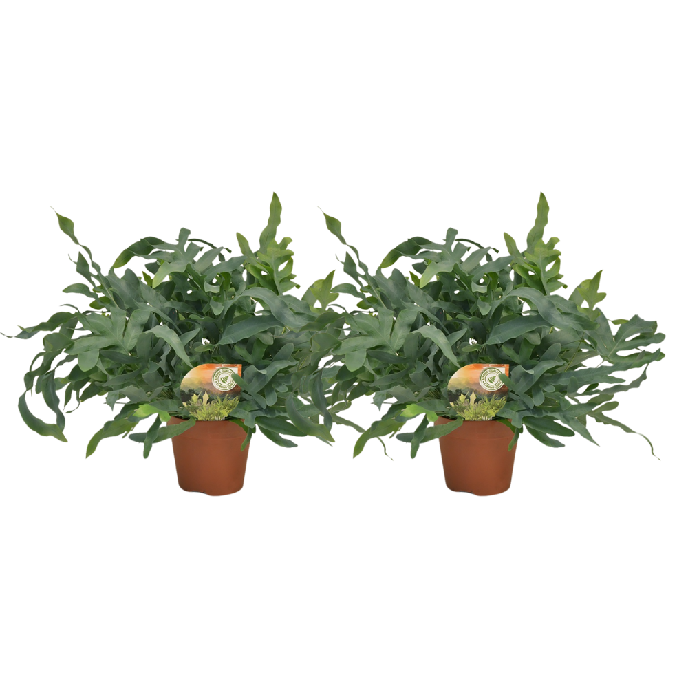 2× Phlebodium Blue Star (blauwvaren) – Ø17 cm, 60 cm hoog
