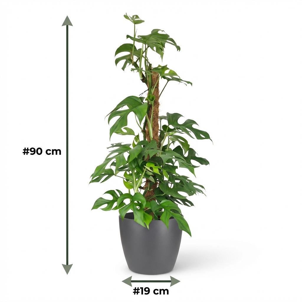 Monstera Minima (mini monstera) in grey Potter decorative pot – Ø19 cm, 90 cm high – photo 5