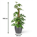 Monstera Minima (mini monstera) in grey Potter decorative pot – Ø19 cm, 90 cm high