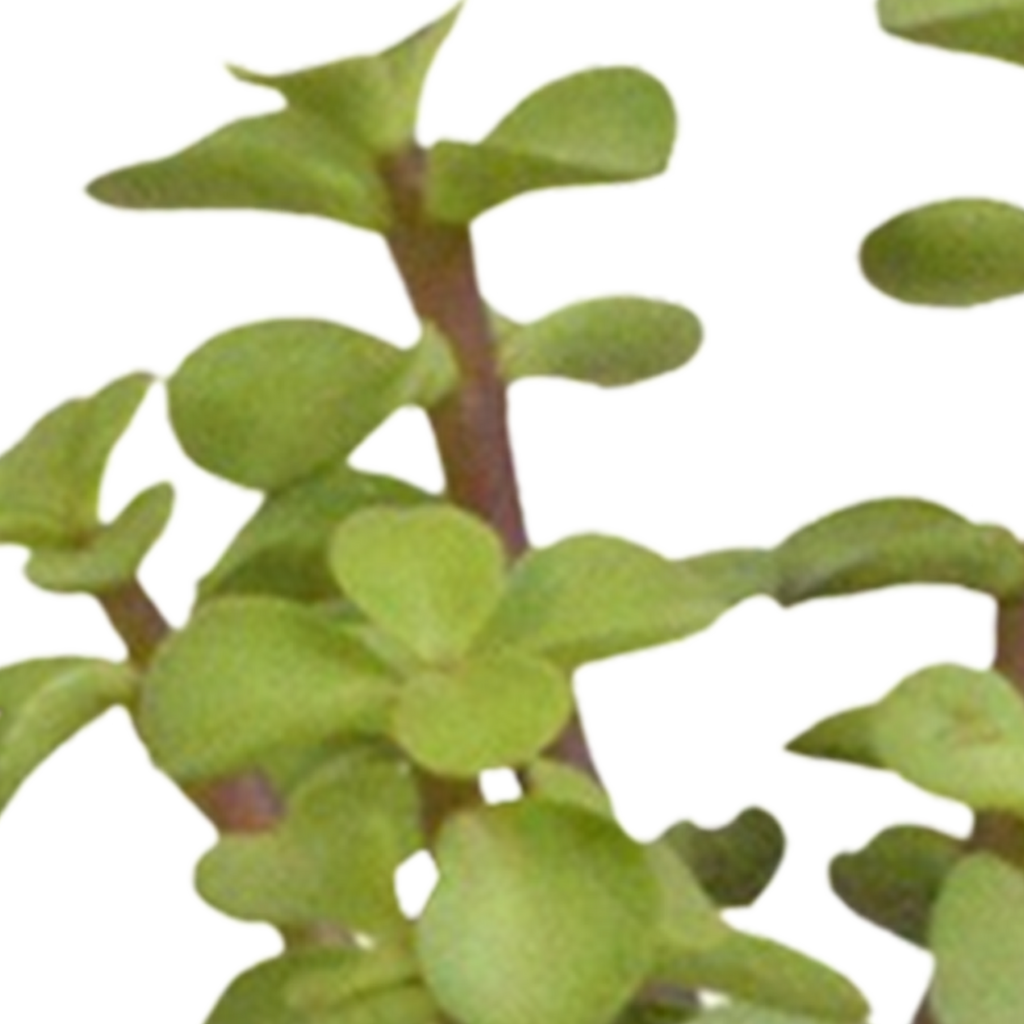 15× Cactus en vetplanten mix (Cactaceae) in witte pot – Ø7 cm, 13 cm hoog – foto 26
