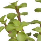 15× Cactus en vetplanten mix (Cactaceae) in witte pot – Ø7 cm, 13 cm hoog