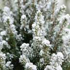 4× Picea glauca Conica (julegran) i jut sæk – Ø17 cm, 65 cm høj – hvid