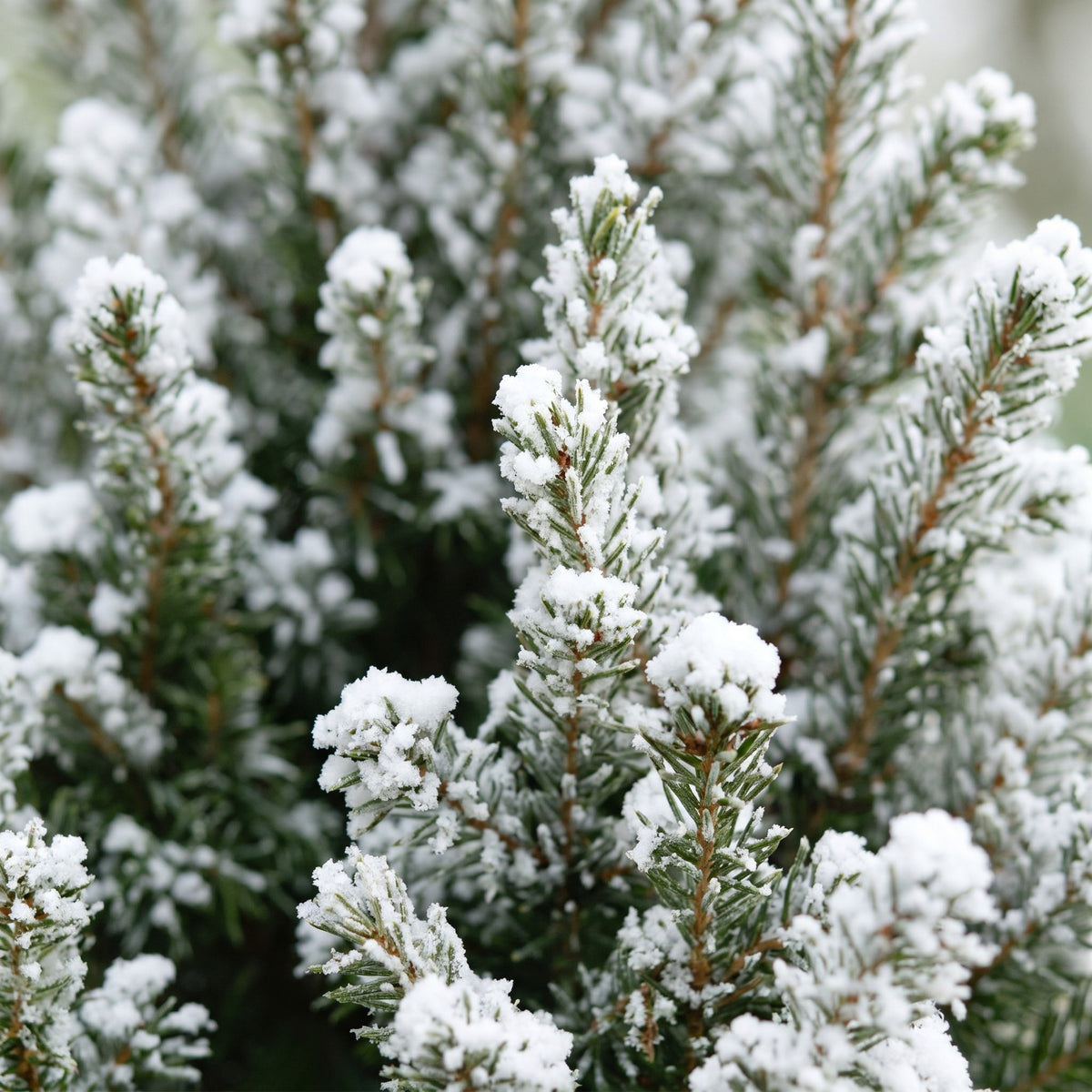 4× Picea glauca Conica (julegran) i jut sæk – Ø17 cm, 65 cm høj – hvid