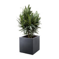 Nerium 'Oleander' – Ø19 cm, 70 cm high