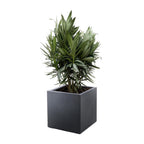 Nerium 'Oleander' – Ø19 cm, 70 cm high