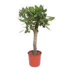 Ficus Benghalensis boom – Ø30 cm, 150 cm hoog