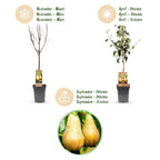 Pyrus communis 'Conference' (poirier) – Ø21 cm, 90 cm de haut