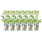 Vaccinium corymbossum 'Bluecrop' (blue honeysuckle) – 6 plants, Ø9 cm, 35 cm high