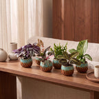 6× Surprise box of houseplants incl. Copper Reef – Ø6 cm, 5–15 cm tall