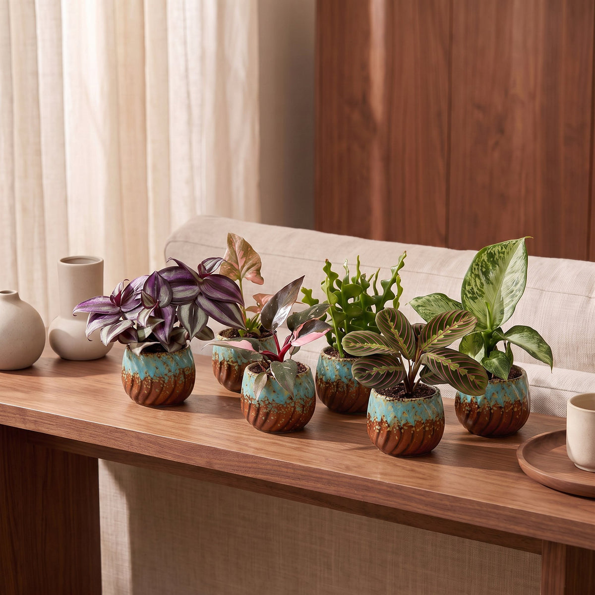 6× Coffret surprise de plantes d’intérieur incl. Copper Reef – Ø6 cm, 5–15 cm de haut – photo 3