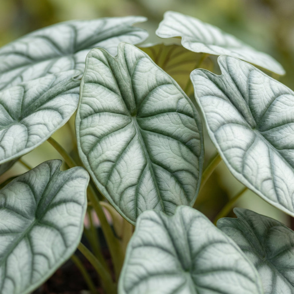 Alocasia Silver Dragon (elefantøre) – Ø6 cm, 12 cm høj