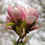 Magnolie 'Soulangiana' (Blüten hellrosa) – Ø 17 cm, 45 cm hoch