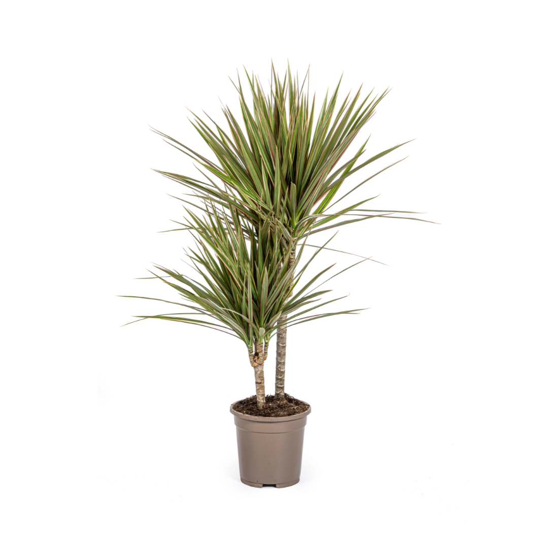 Dracaena marginata Bicolor (drakenboom) – Ø17 cm, 50–70 cm hoog