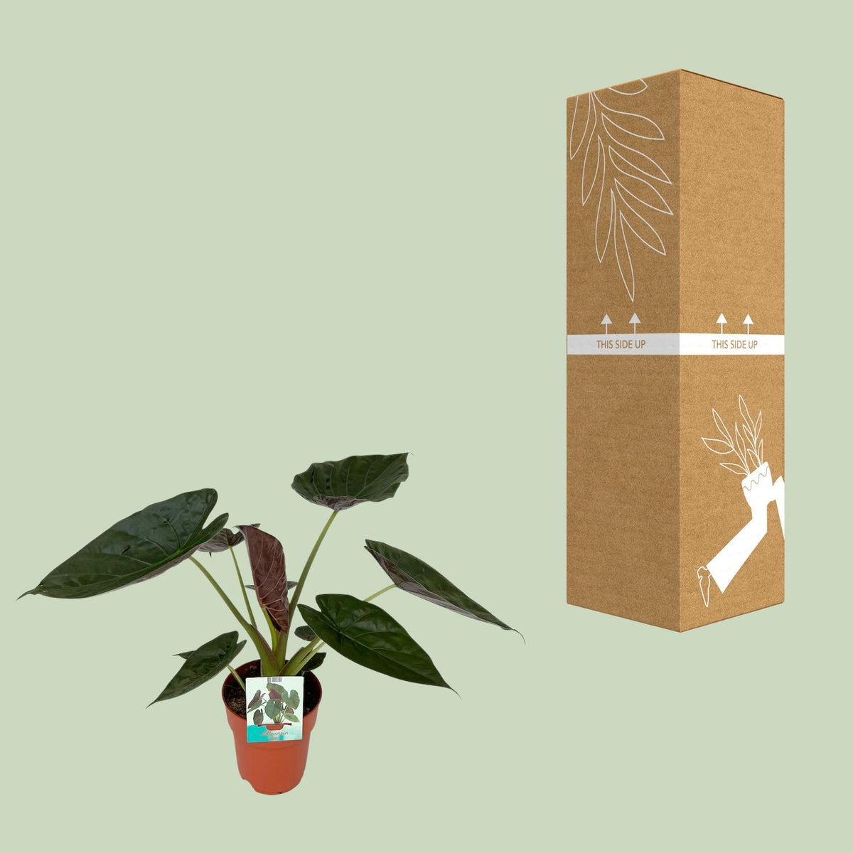 Alocasia Wentii (Elefantenohr) – Ø19 cm, 85 cm hoch
