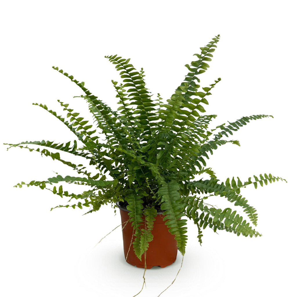 Nephrolepis exaltata Green Lady (zwaardvaren) – Ø12 cm, 25 cm hoog – foto 2