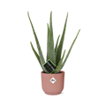 Aloe Vera 12cm in ELHO Vibes Fold 14cm roze – 40 cm hoog