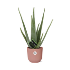Aloe Vera 12cm in ELHO Vibes Fold 14cm roze – 40 cm hoog