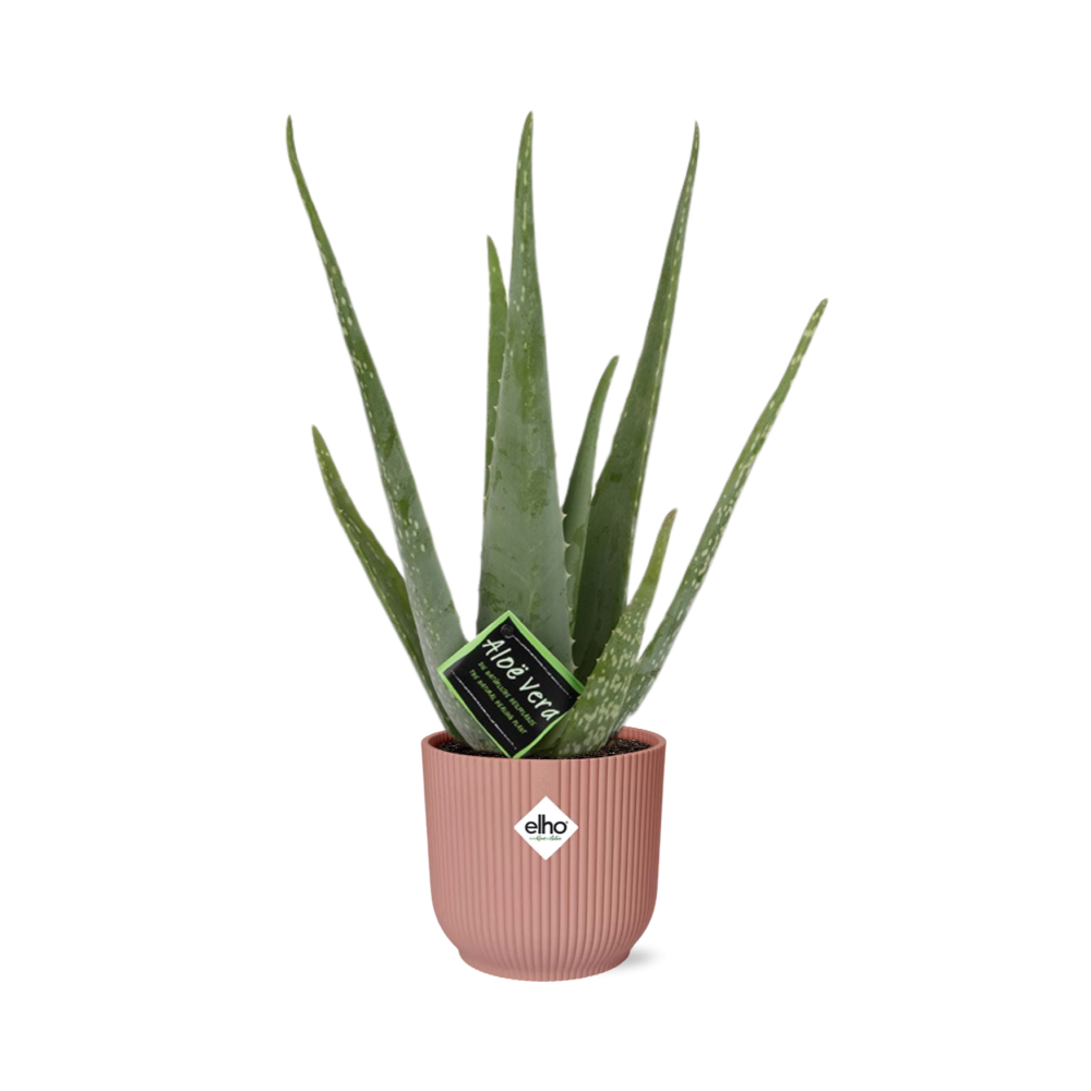 Aloe Vera 12cm in ELHO Vibes Fold 14cm roze – 40 cm hoog