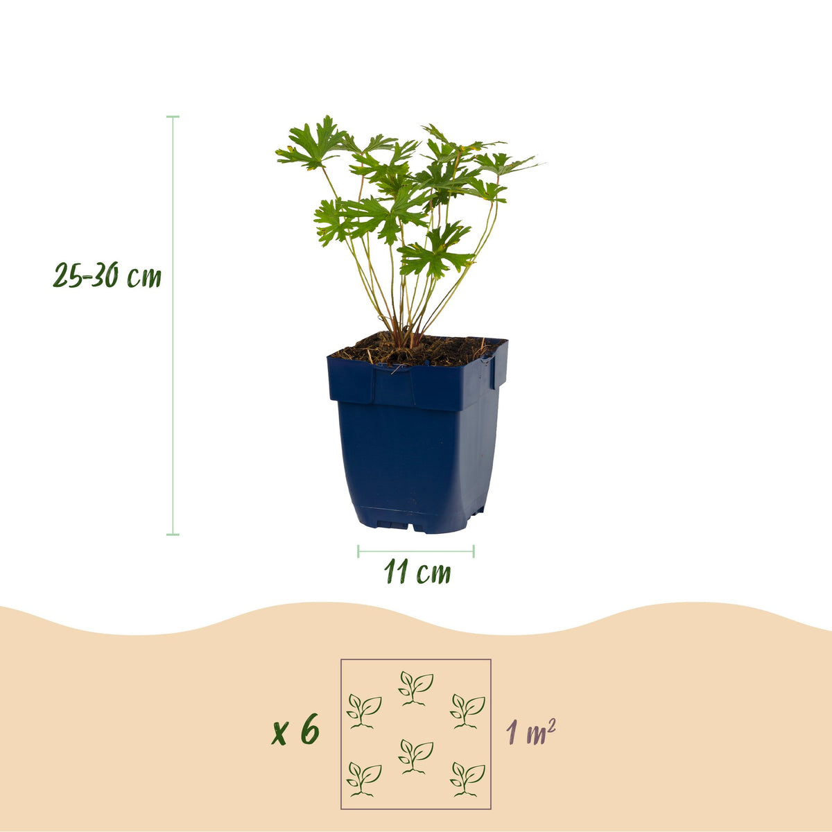 Borderpakket bodembedekend – 12 planten, Ø11 cm, 15–25 cm hoog