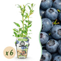 Vaccinium corymbossum 'Northland' (blueberry) – 6 plants, Ø9 cm, 35 cm high