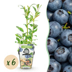 Vaccinium corymbossum 'Northland' (blueberry) – 6 plants, Ø9 cm, 35 cm high