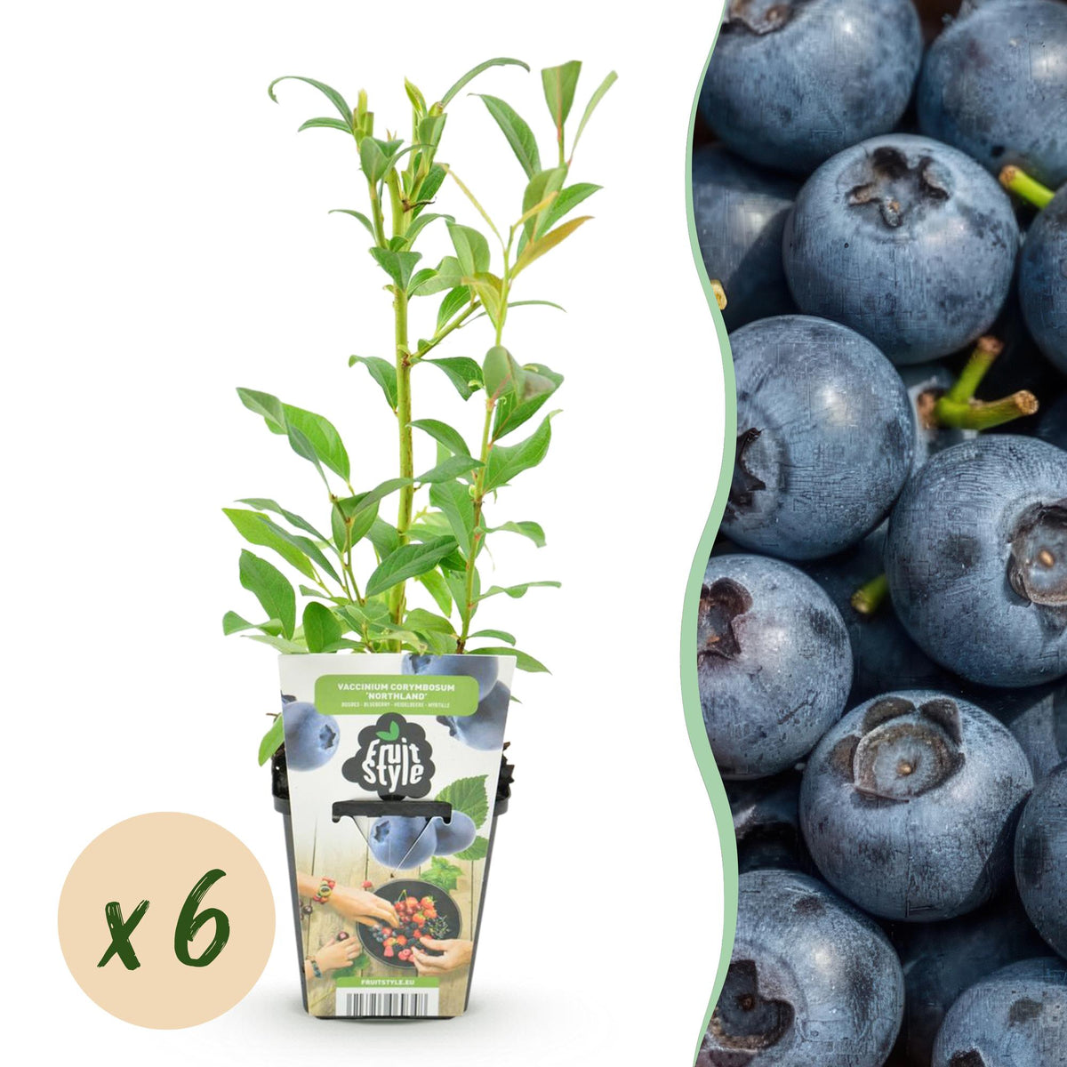Vaccinium corymbossum 'Northland' (blauwe bes) – 6 planten, Ø9 cm, 35 cm hoog