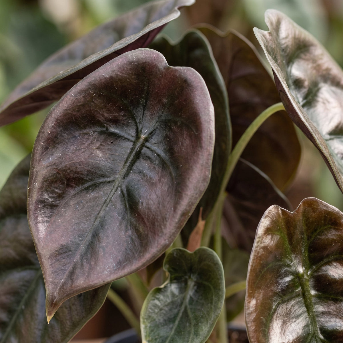 Alocasia Cuprea Red (oreille d'éléphant) – Ø6 cm, 12 cm de haut