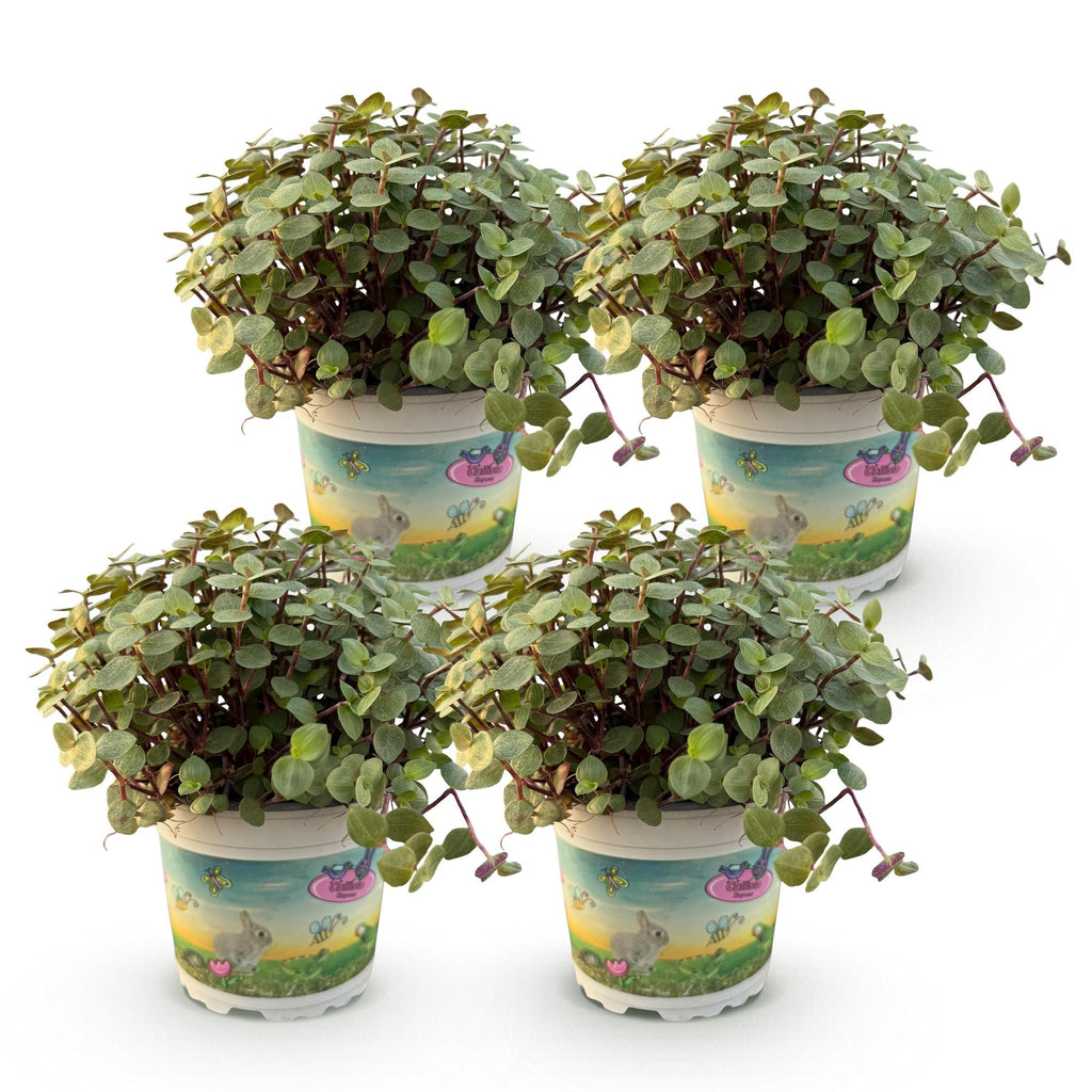 4× Callisia repens – Ø12 cm, 17–20 cm de haut