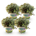 4× Callisia repens – Ø12 cm, 17–20 cm de haut