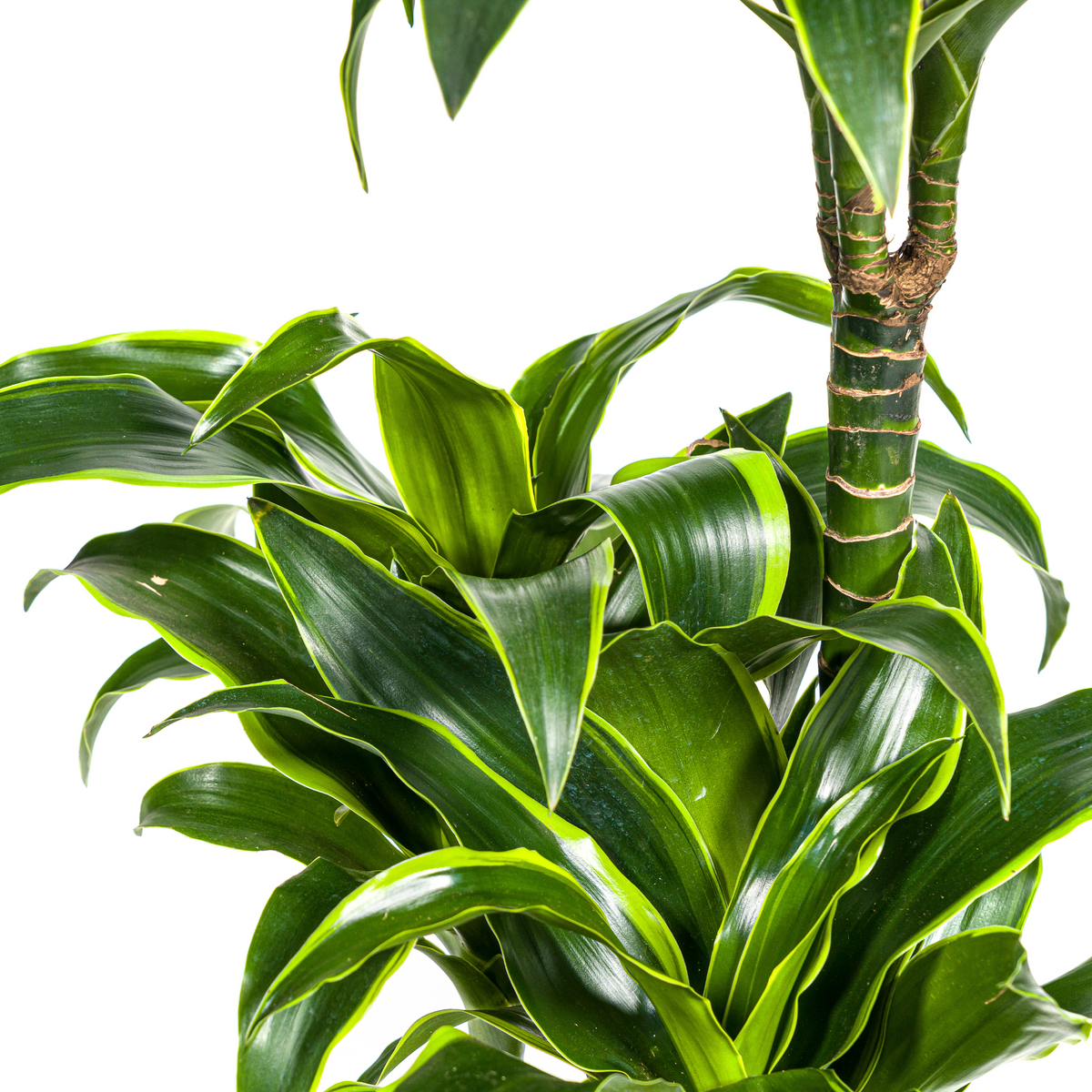 Dracaena Deremensis Dorado (drakenboom) met mand – Ø21 cm, 100–120 cm hoog