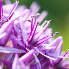Prydster 'Globemaster' – 5 blomsterløg – art. 21349