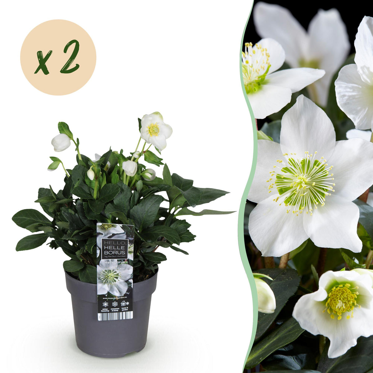 Helleborus 'Christmas Carol' (kerstroos) – 2 planten, Ø14 cm, 30 cm hoog