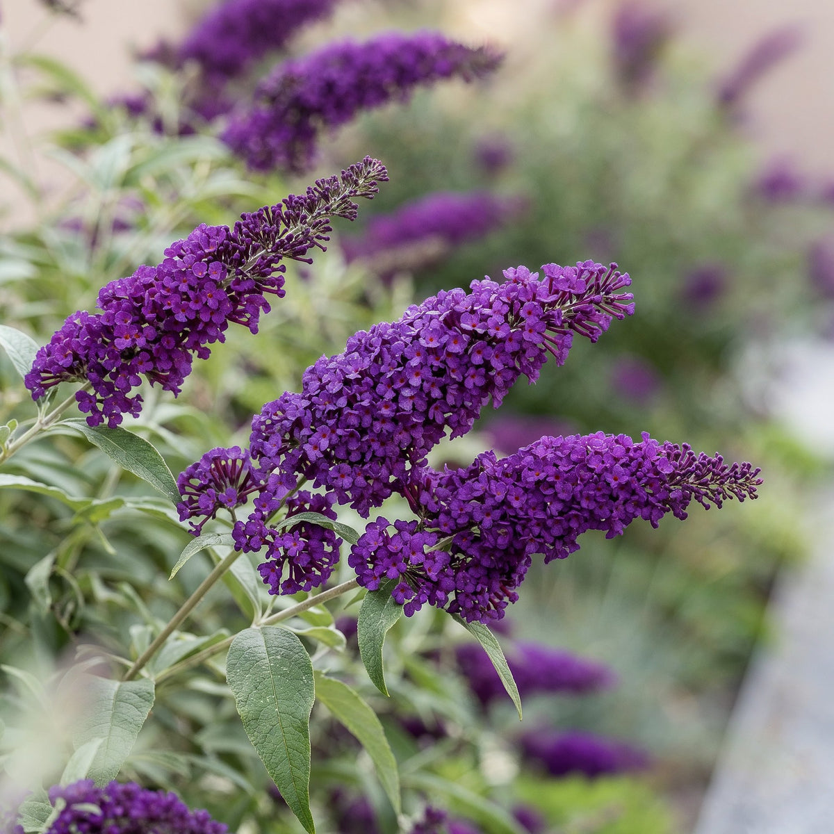 Buddleja davidii 'Empire Blue' (vlinderstruik) – blauw – 3 planten, Ø17 cm, 45 cm hoog