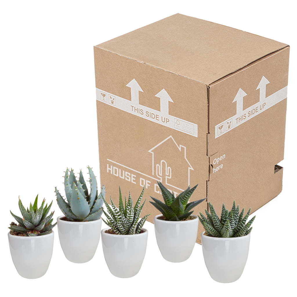 5× mélange Gasteria/Haworthia en pot blanc – Ø6 cm, 13 cm de haut – photo 11