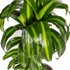Dracaena Deremensis Hawaiian Sunshine (Drachenbaum) – Ø 19 cm, 70–90 cm hoch