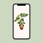 Monstera Thai Constellation (plante percée) – Ø15 cm, 50 cm de haut