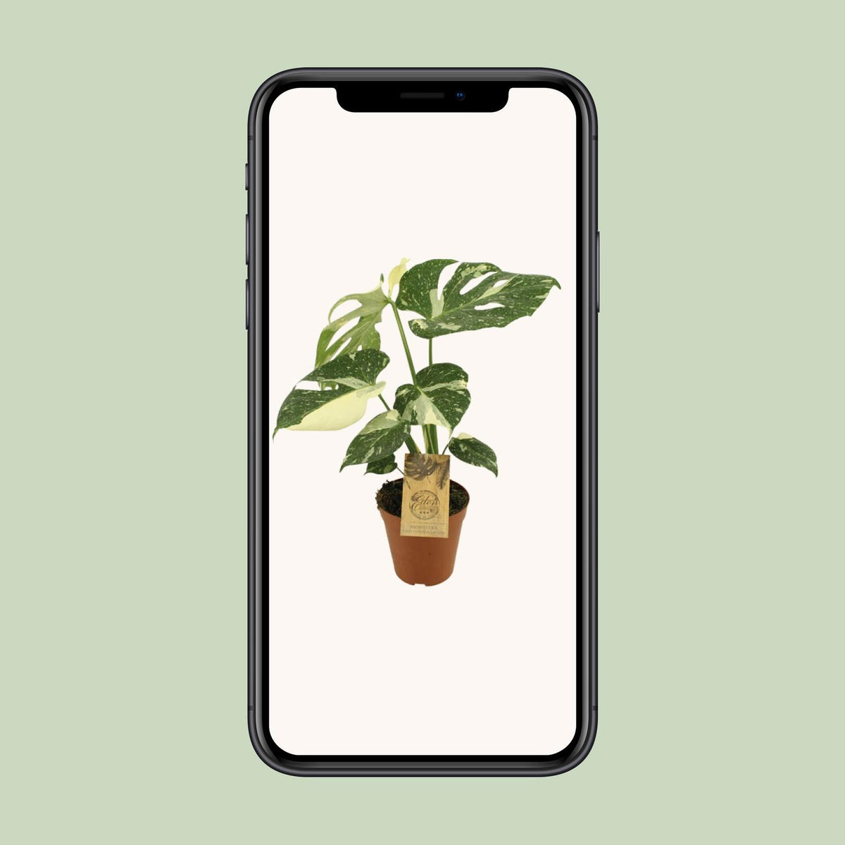 Monstera Thai Constellation (plante percée) – Ø15 cm, 50 cm de haut – photo 4