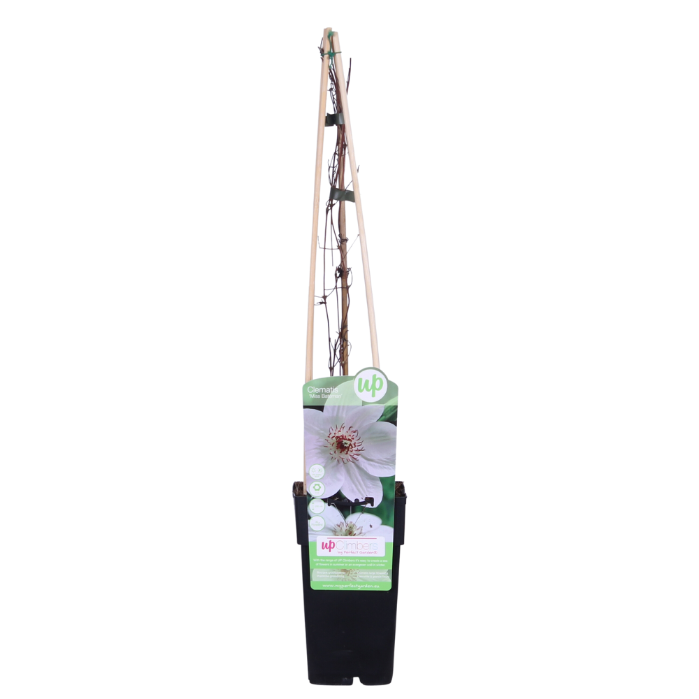 Clematis 'Miss Bateman' (Waldrebe) – Ø15 cm, 65 cm hoch
